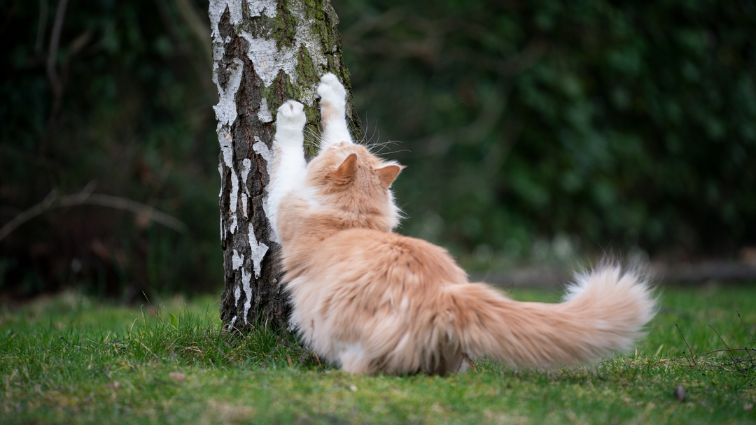 Kratz-Alarm: So lehrst du deiner Katze die Möbelliebe!