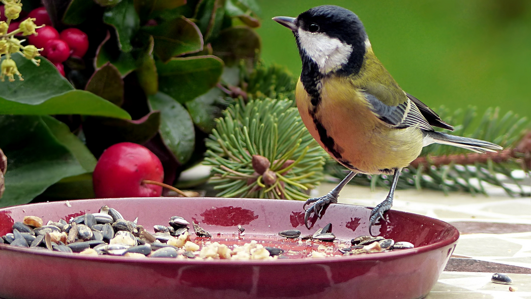 Sommerzeit ist Vogelzeit: So machst du es richtig!