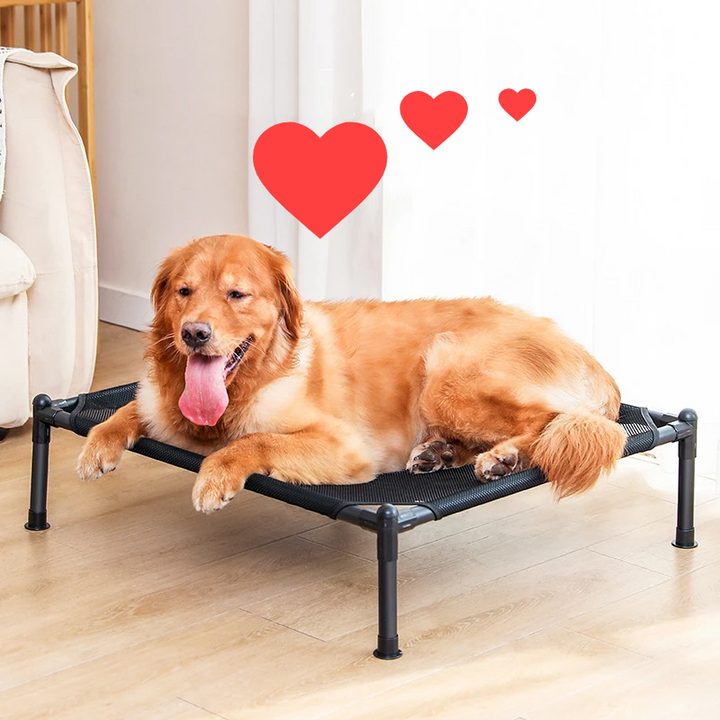 Elevated Paws – Das ergonomische Hundebett für besseren Schlaf und Gesundheit