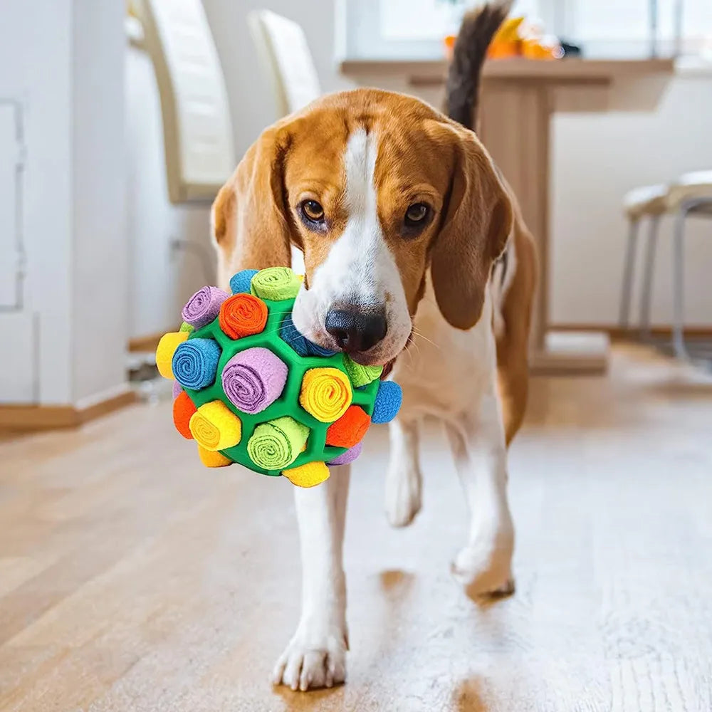 Leckerli-Labyrinth: Spielball für schüchterne Schnüffelnasen